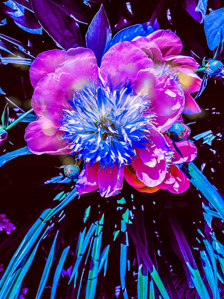 FB's Peonies Solo - 5 Versions