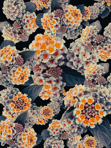 "Made You Look Lantana" - 6 Versions