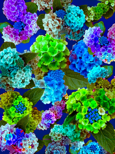 "Made You Look Lantana" - 6 Versions