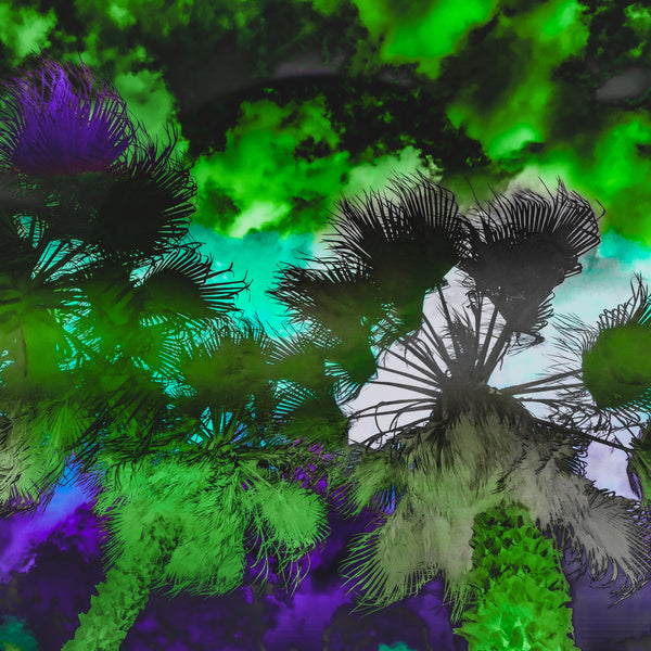 Get Shady- 4 Versions