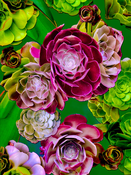 Santa Monica Succulents Photomontage- 4 Versions