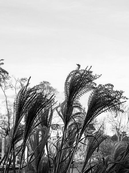 Let the Wind Carry Me - 2 Versions