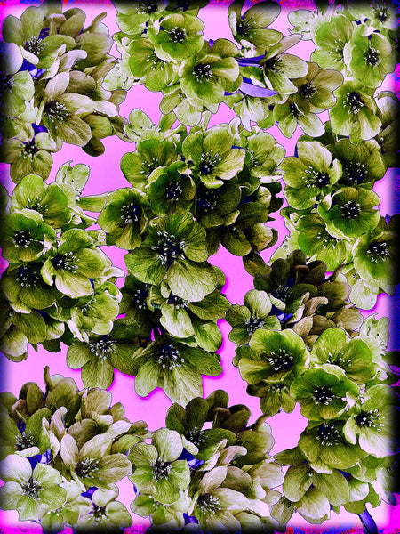 Me and My Crabapple Tree Photomontage - 5 versions