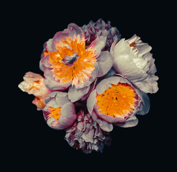 Bowl of Beauty Peonies - 6 Versions