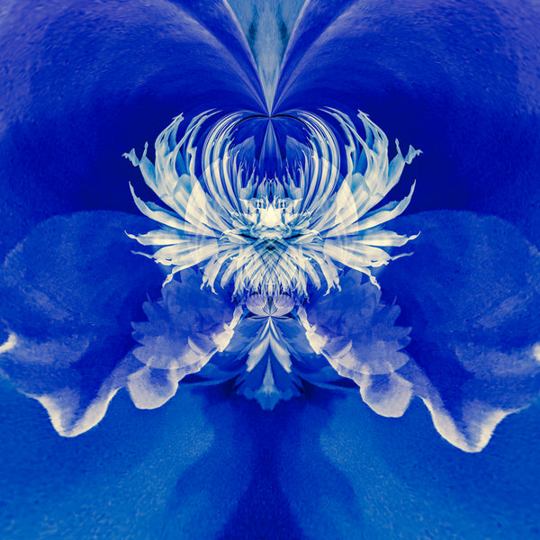 Steamy Peony - 7 Versions