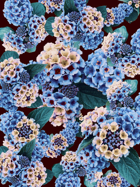 "Made You Look Lantana" - 6 Versions