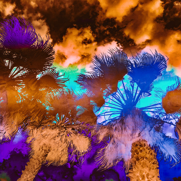 Get Shady- 4 Versions