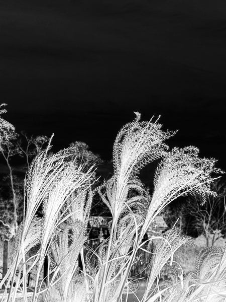 Let the Wind Carry Me - 2 Versions