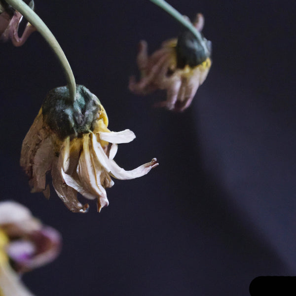 Faded Sunflowers No. 2