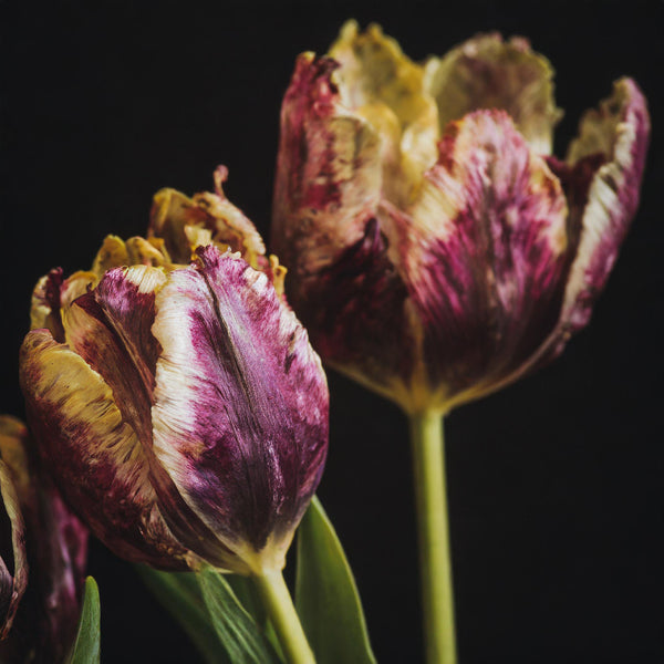 Fading French Tulips Versions 1 - 2 -3