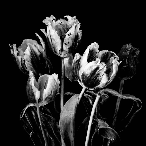 Fading French Tulips Black and White -  Versions 1 - 2 -3