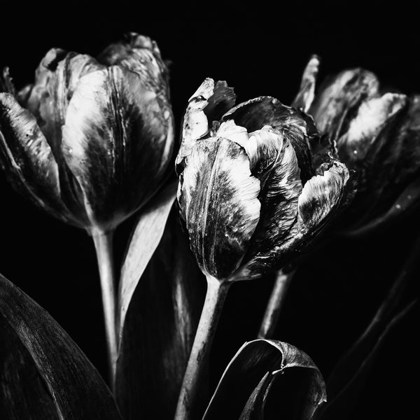 Fading French Tulips Black and White -  Versions 1 - 2 -3