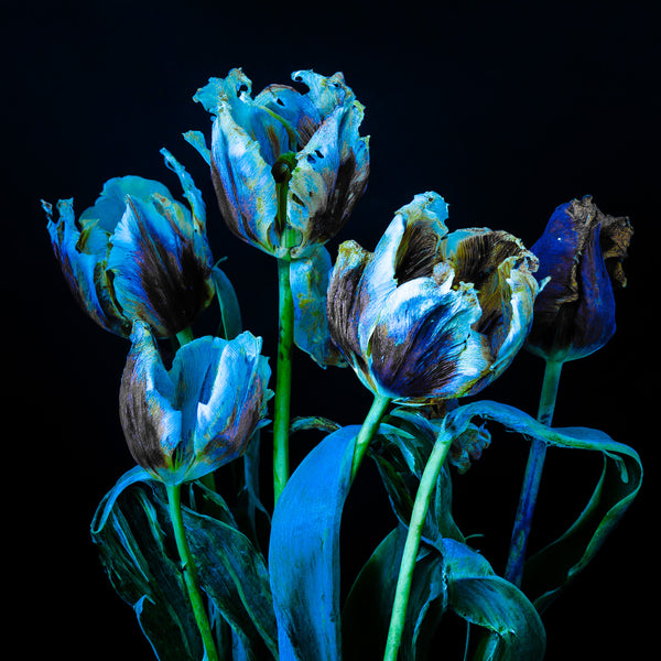 Fading French Tulips Neon Blue Versions 1 - 2 -3