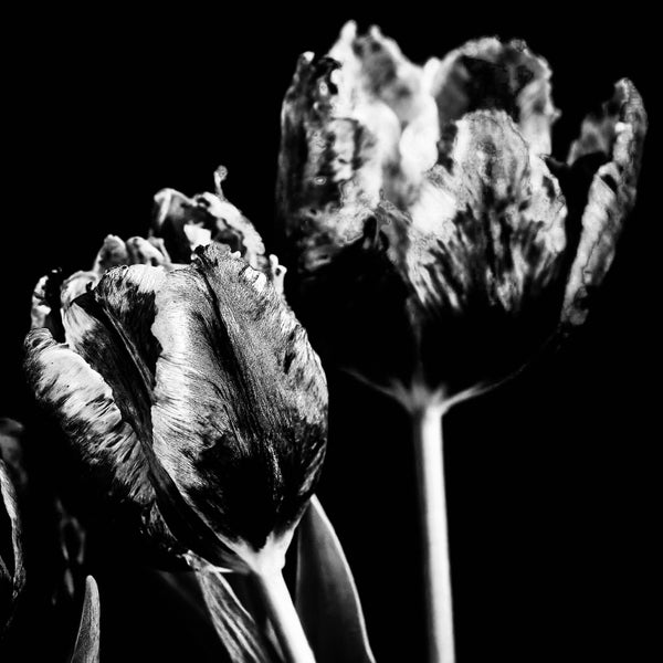 Fading French Tulips Black and White -  Versions 1 - 2 -3