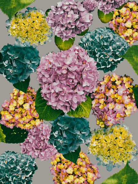 Alexa’s Hydrangeas Photomontage REMIX Version 6:  30 x 40 Print