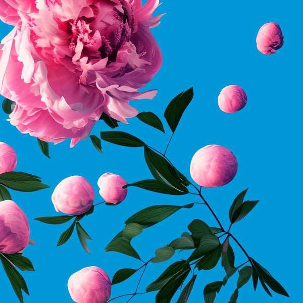 Bouncy Peonies: 30 x 30 Prints