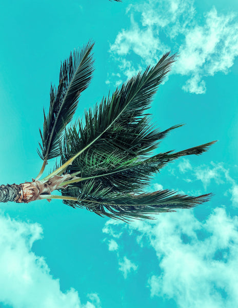 Punta Cana Palms - Aquamarine