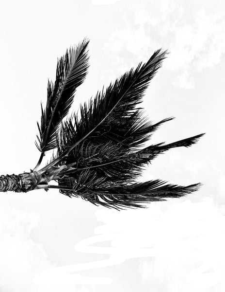 Punta Cana Palms - Black and White