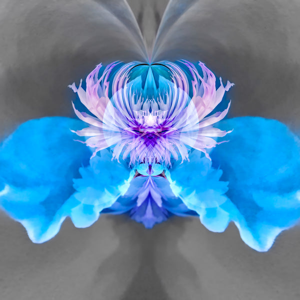 Steamy Peony - 7 Versions