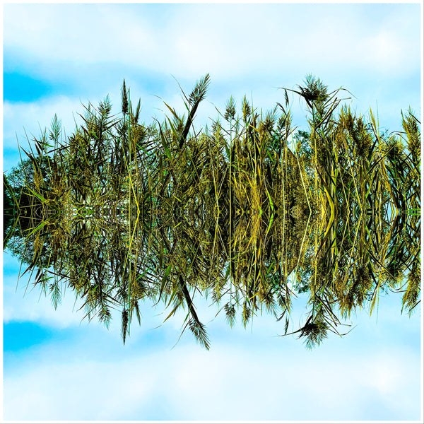 Blowing in the Wind ~ 4 Versions