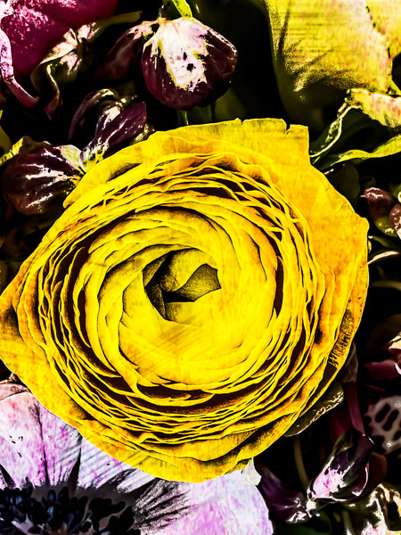 Miraculous Ranunculus - 2 Versions