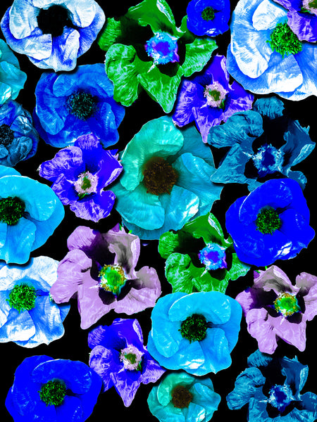 D's Beach Roses Photomontage - 4 Versions