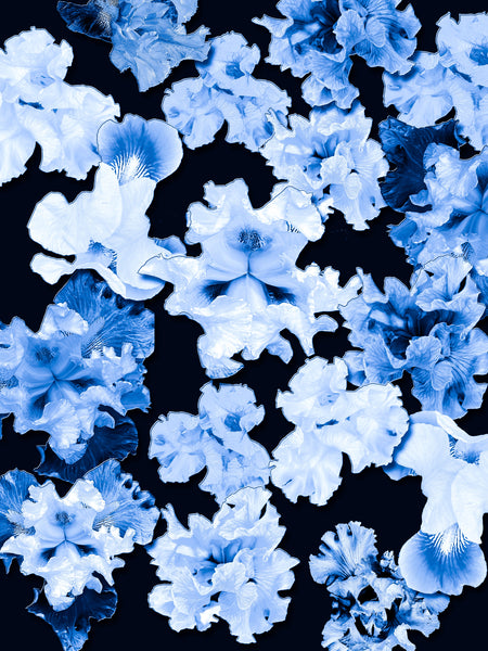 FB's Irises Photomontage Blue Story - 5 Versions