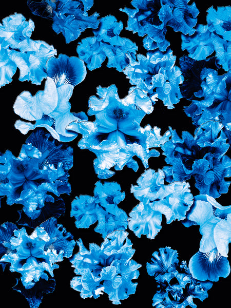 FB's Irises Photomontage Blue Story - 5 Versions