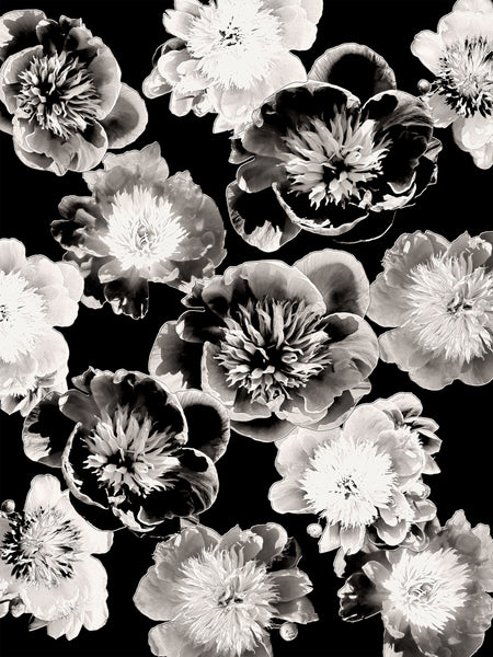 FB's Peony Photomontage - 4 Versions