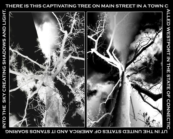 Tree on Main Duo