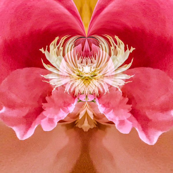 Steamy Peony - 7 Versions