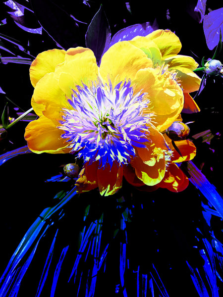 FB's Peonies Solo - 5 Versions