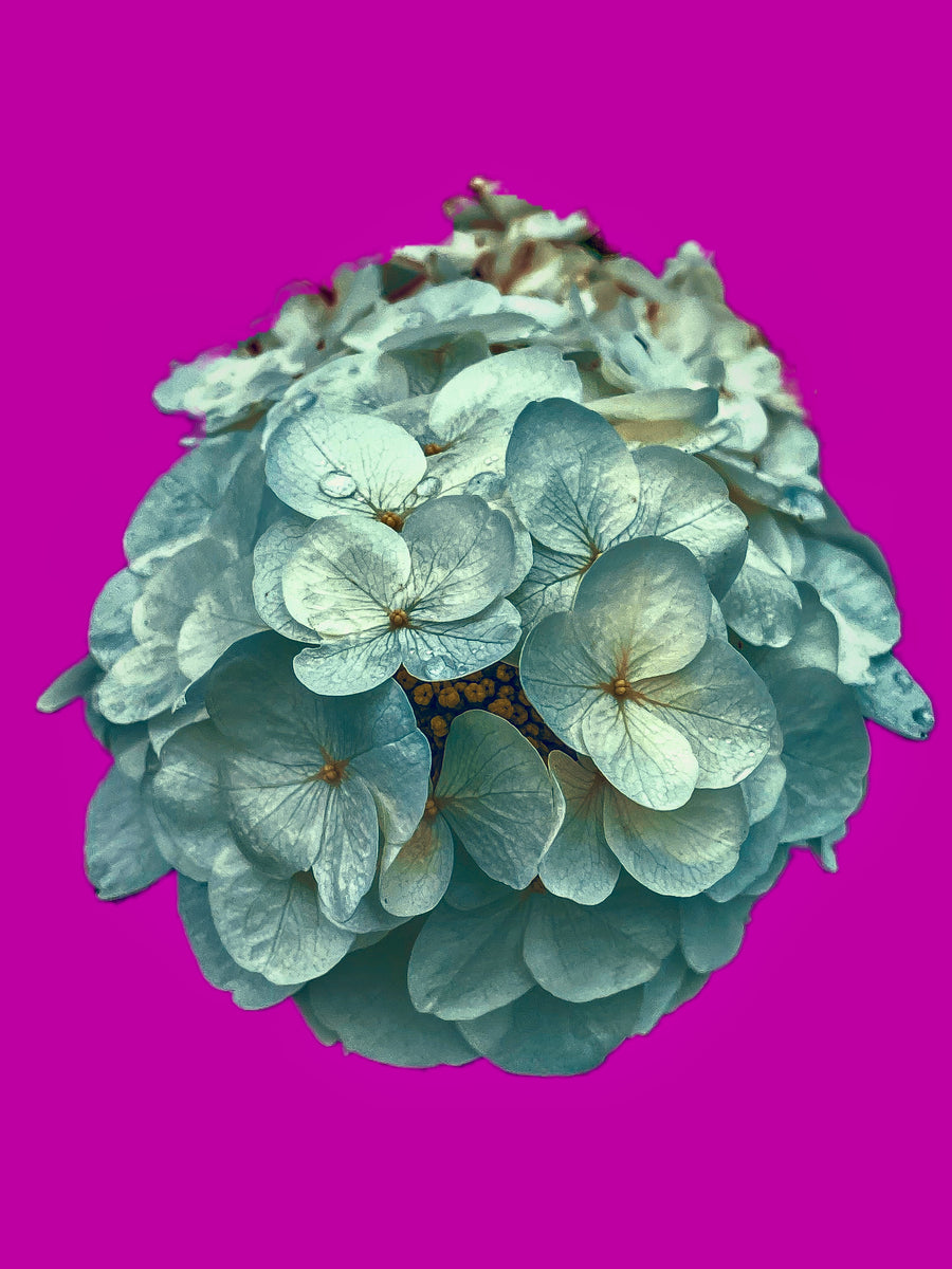 Limelight Hydrangea Solo - 5 Versions – Joanie Landau Designs