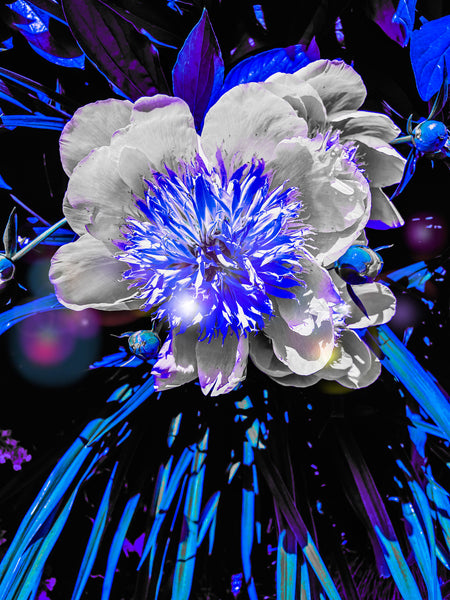 FB's Peonies Solo - 5 Versions