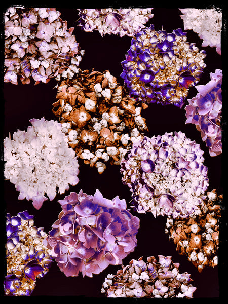 Alexa’s Hydrangeas Photomontage (Phase 1) - 4 Versions