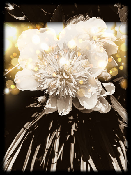 FB's Peonies Solo - 5 Versions