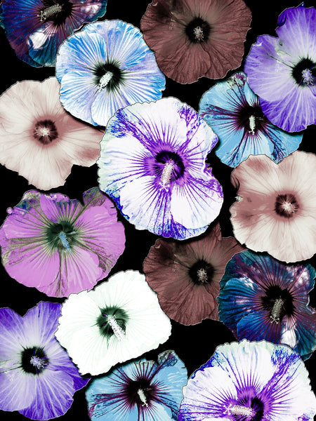 FB's Hibiscus Photomontage - 5 Versions