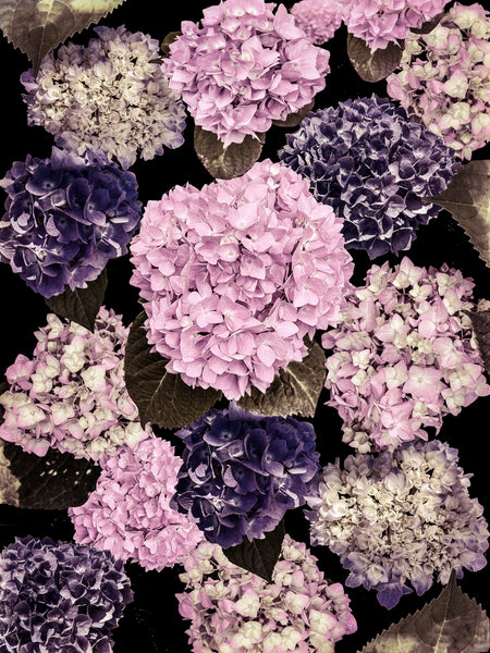 Alexa’s Hydrangeas Photomontage REMIX - 7 Versions