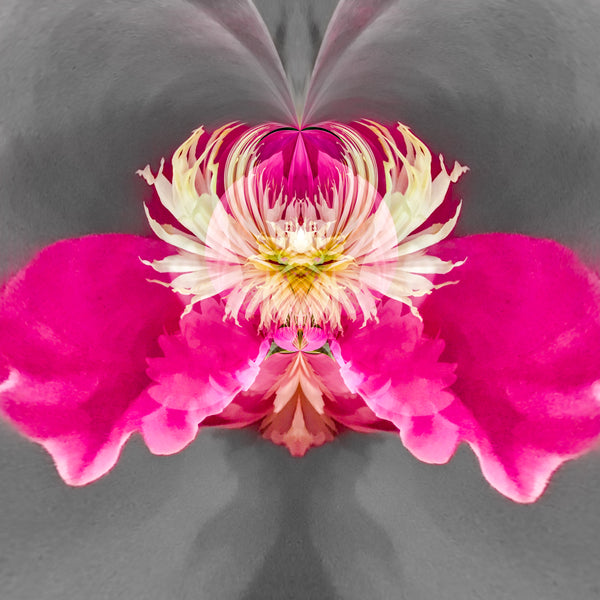 Steamy Peony - 7 Versions