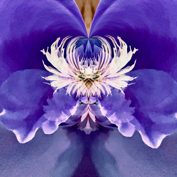 Steamy Peony - 7 Versions