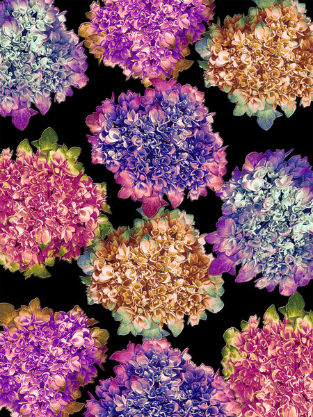 Alexa’s Hydrangeas Photomontage (Phase 1) - 4 Versions
