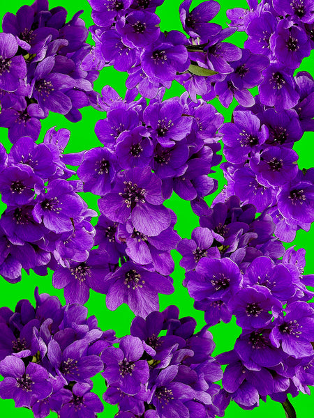 Me and My Crabapple Tree Photomontage - 5 versions