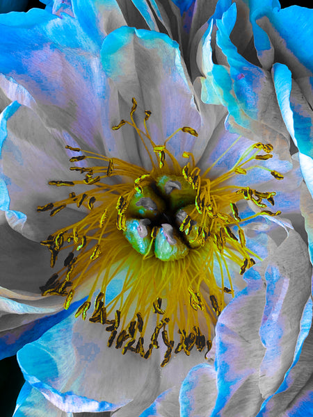A Peony For Your Thoughts - 2 Versions