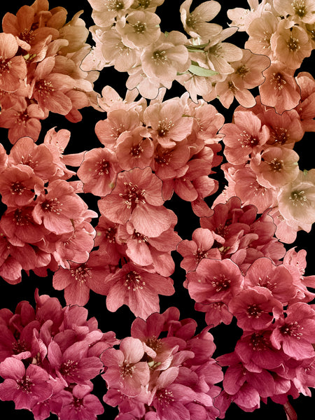 Me and My Crabapple Tree Photomontage - 5 versions
