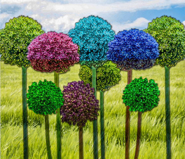 Allium Lollipops