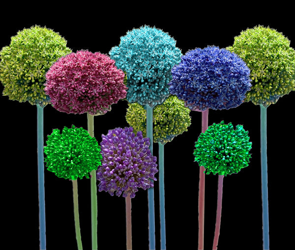 Allium Lollipops