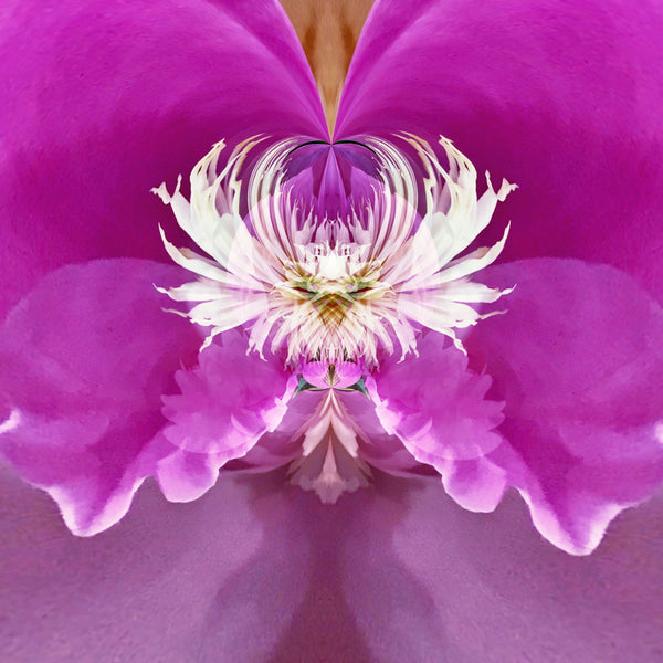 Steamy Peony - 7 Versions