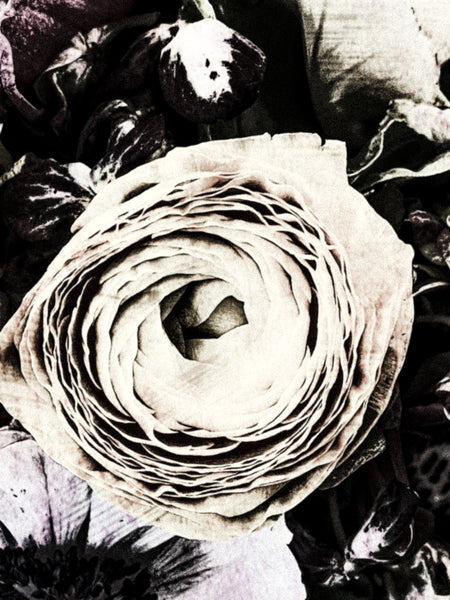 Miraculous Ranunculus - 2 Versions