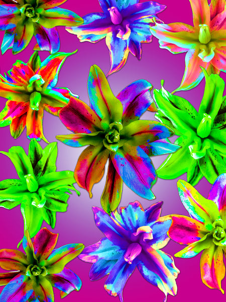 "Double Oriental Lilies Candy Land" - 4  Versions