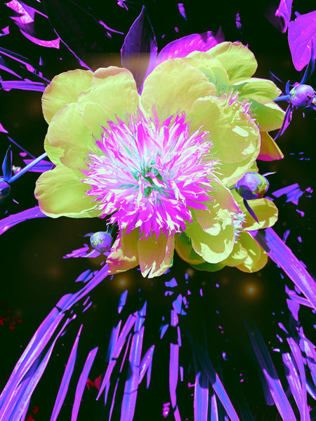 FB's Peonies Solo - 5 Versions